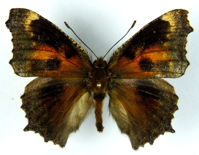 Nymphalis xantomelas (aberrant 2 very dark) (Internet Image property of respective owner, non-commercial use only)